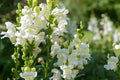 Snowflake Snapdragon Seeds - Antirrhinum majus, White, 30-36 in, Non-GMO, Zone 3-9