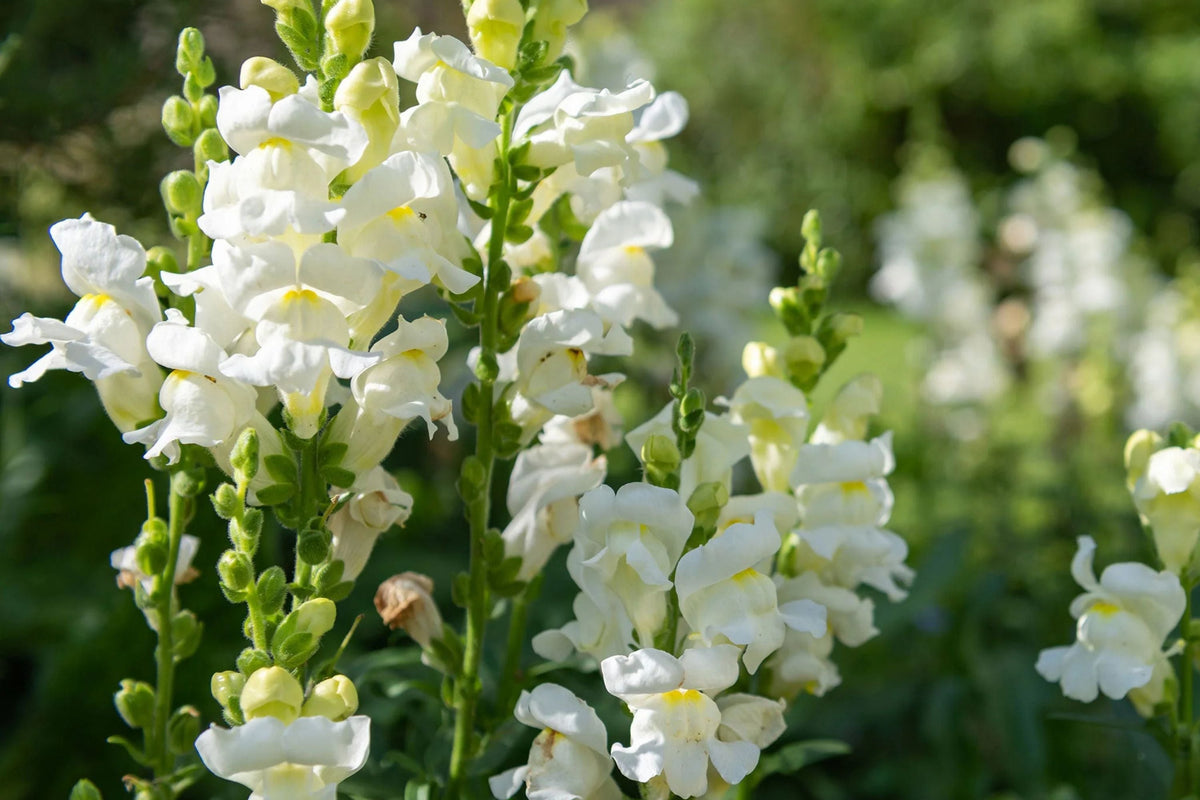 Snowflake Snapdragon Seeds - Antirrhinum majus, White, 30-36 in, Non-GMO, Zone 3-9