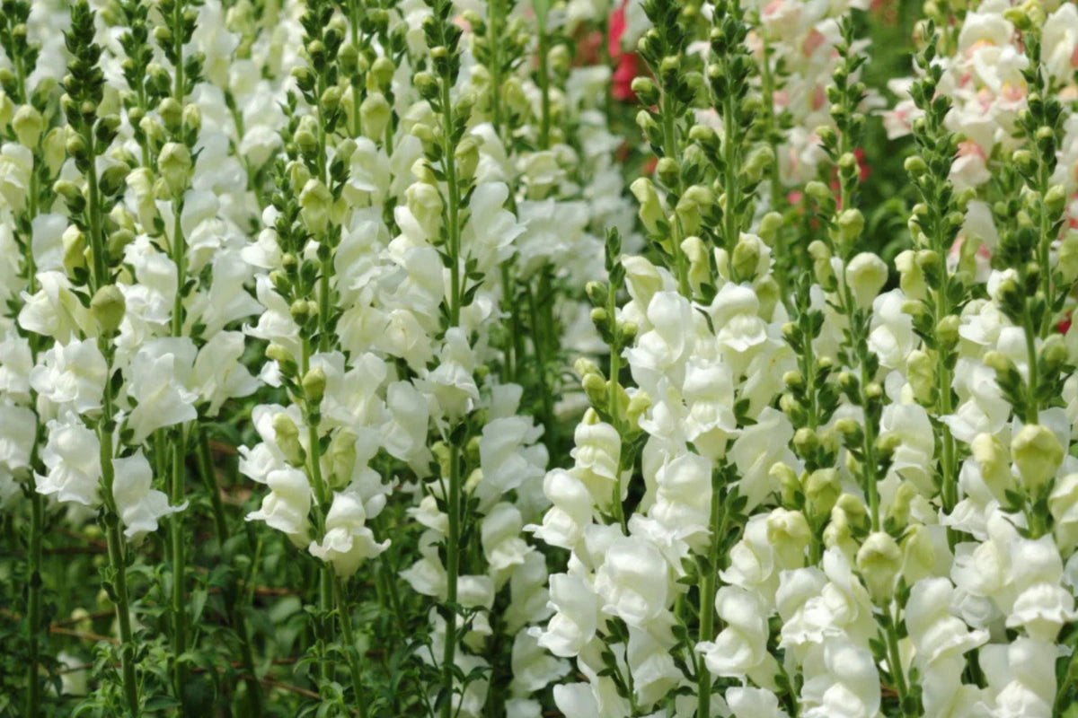 Snowflake Snapdragon Seeds - Antirrhinum majus, White, 30-36 in, Non-GMO, Zone 3-9