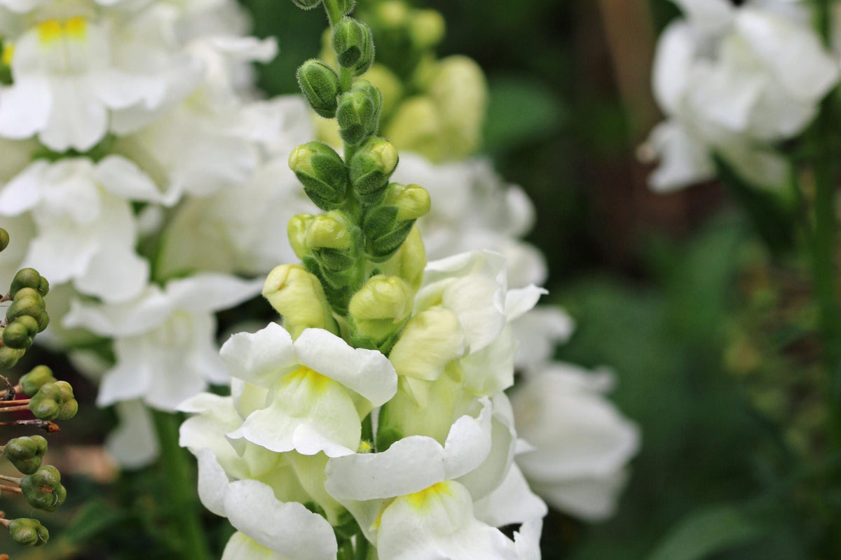 Snowflake Snapdragon Seeds - Antirrhinum majus, White, 30-36 in, Non-GMO, Zone 3-9
