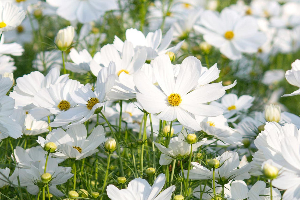 Purity Cosmos Seeds - Cosmos bipinnatus (White), 3-5 ft, 72 Days, Non-GMO