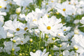 Purity Cosmos Seeds - Cosmos bipinnatus (White), 3-5 ft, 72 Days, Non-GMO