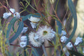 Blue Gum Eucalyptus Starter Plant (Eucalyptus globulus) - 1'-2' Tall Aromatic Tree