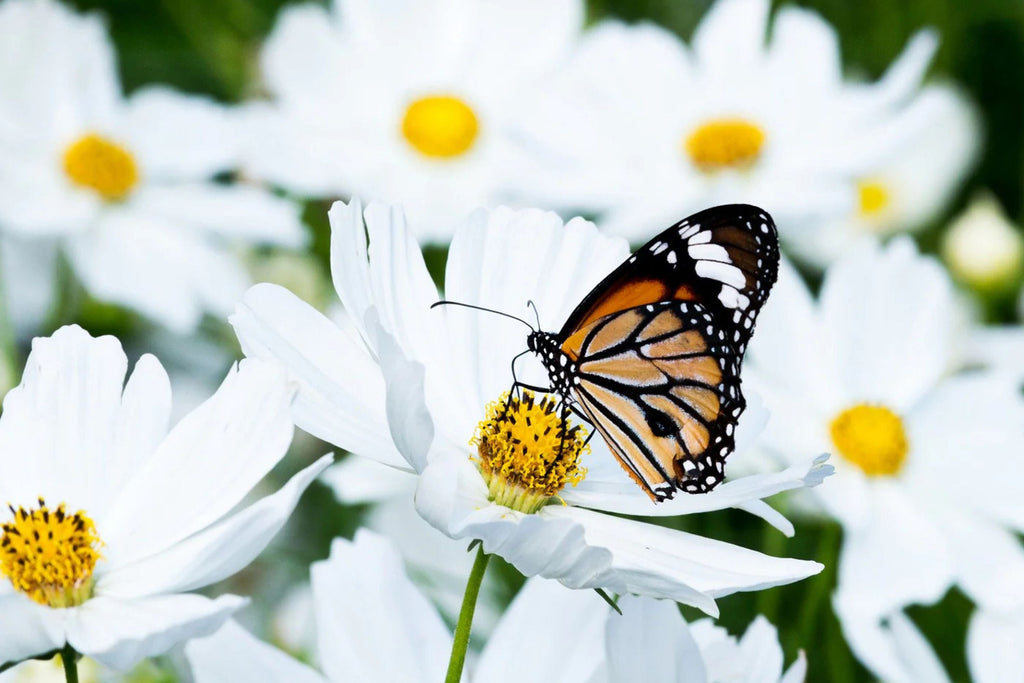 Purity Cosmos Seeds - Cosmos bipinnatus (White), 3-5 ft, 72 Days, Non-GMO
