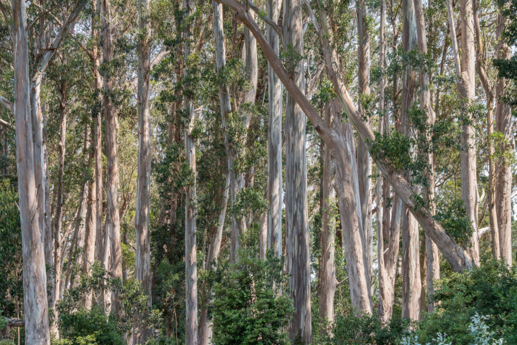 Blue Gum Eucalyptus Starter Plant (Eucalyptus globulus) - 1'-2' Tall Aromatic Tree