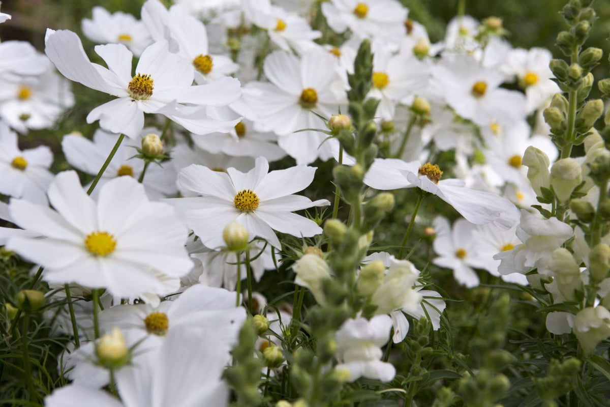 Purity Cosmos Seeds - Cosmos bipinnatus (White), 3-5 ft, 72 Days, Non-GMO