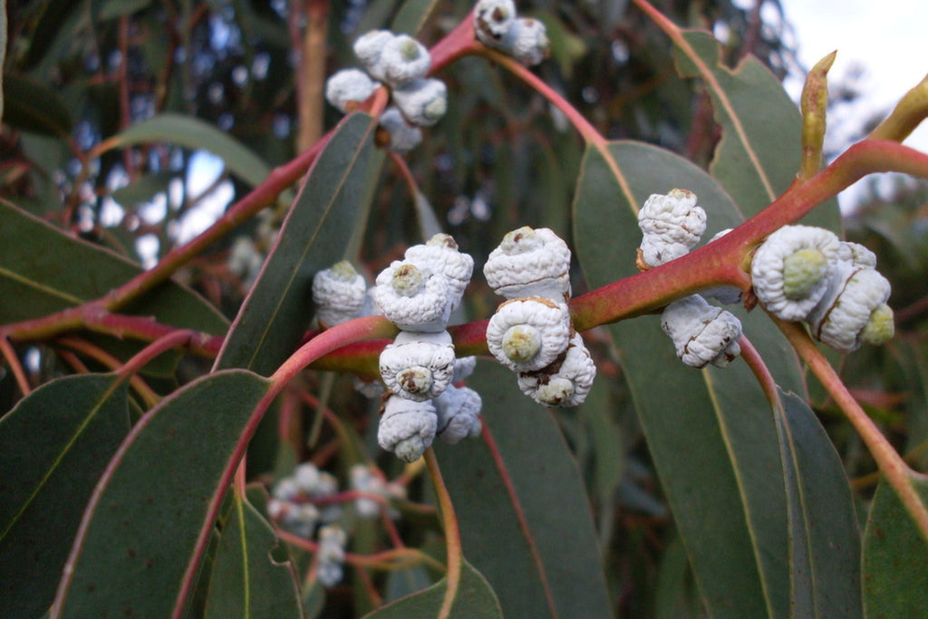 Blue Gum Eucalyptus Starter Plant (Eucalyptus globulus) - 1'-2' Tall Aromatic Tree