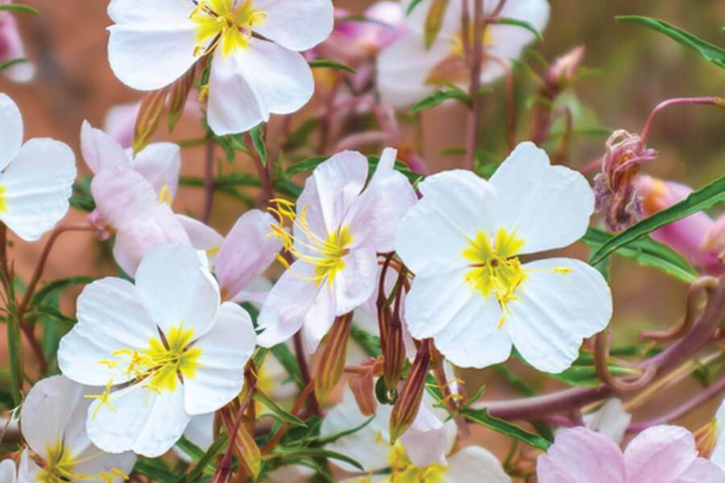 Pale Evening Primrose Seeds - Oenothera pallida | 8-20 in, White to Pale Pink, Fragrant, Drought-Tolerant