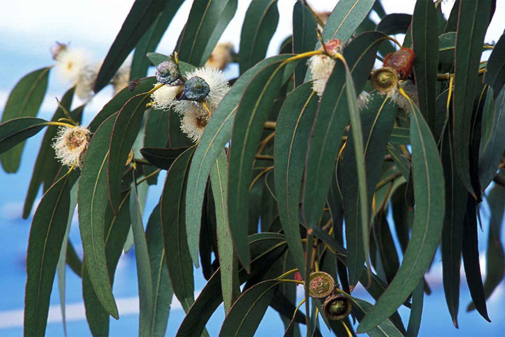 Blue Gum Eucalyptus Starter Plant (Eucalyptus globulus) - 1'-2' Tall Aromatic Tree