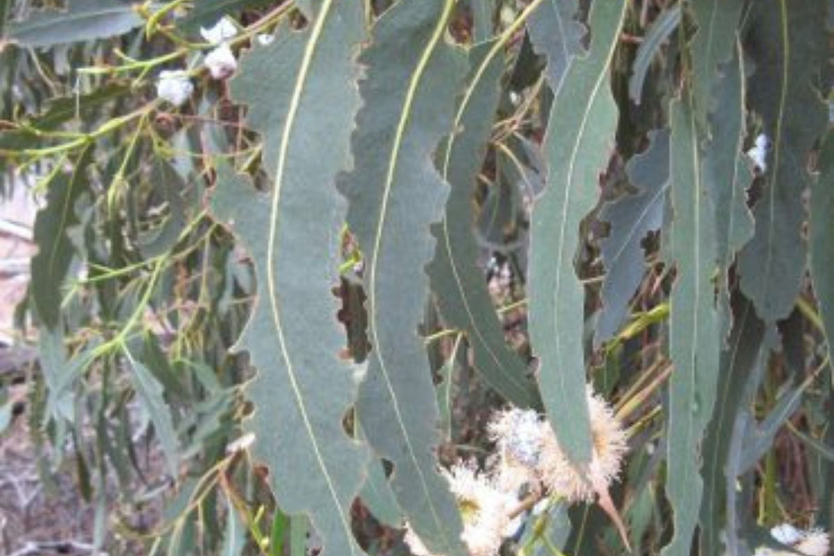 Blue Gum Eucalyptus Starter Plant (Eucalyptus globulus) - 1'-2' Tall Aromatic Tree