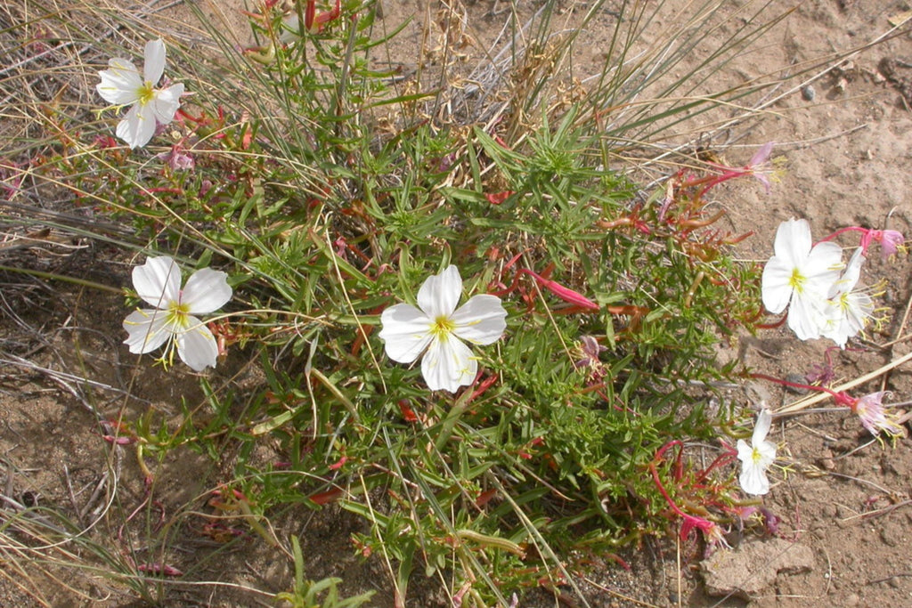 Pale Evening Primrose Seeds - Oenothera pallida | 8-20 in, White to Pale Pink, Fragrant, Drought-Tolerant