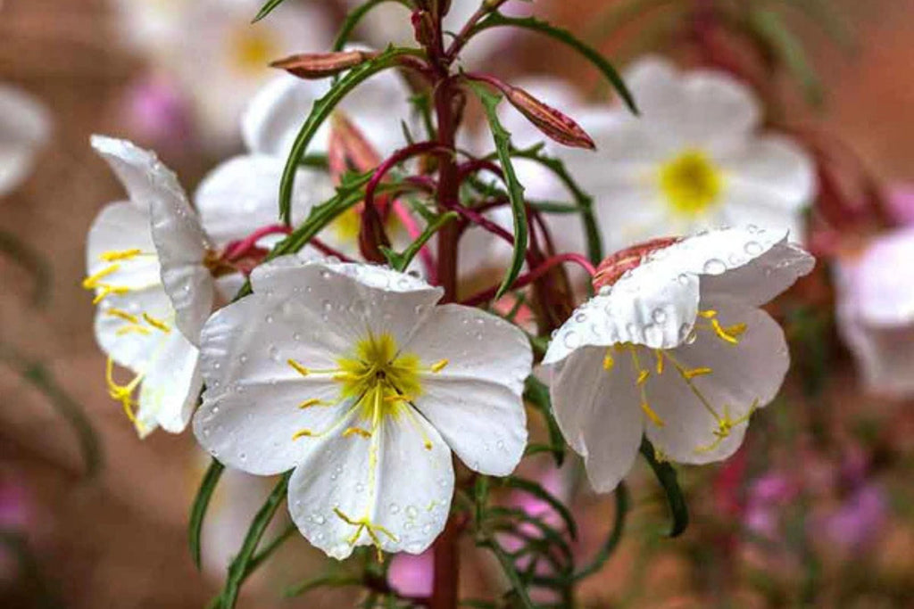 Pale Evening Primrose Seeds - Oenothera pallida | 8-20 in, White to Pale Pink, Fragrant, Drought-Tolerant