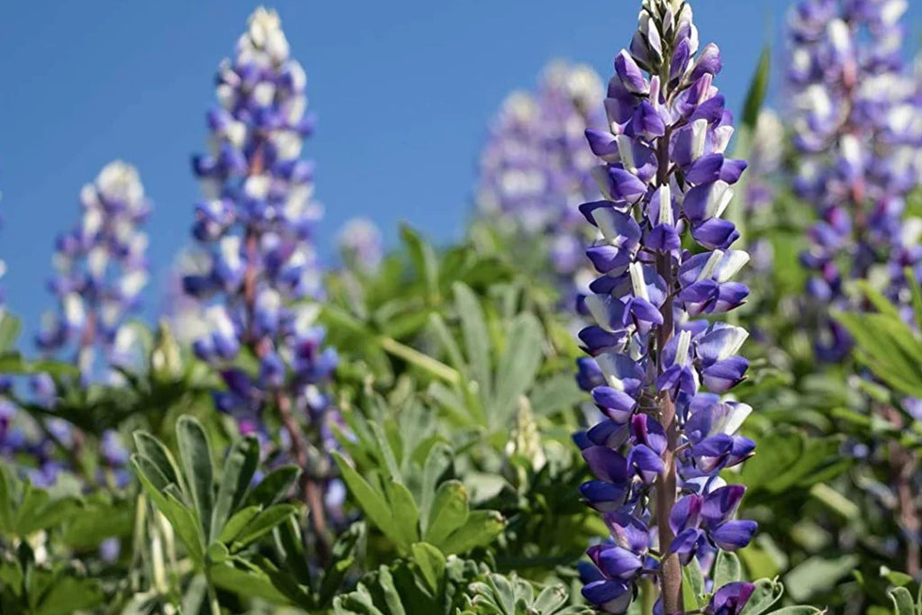 Arroyo Lupine Seeds (Lupinus succulentus) - 24-48 in, Purple-Blue & White Blooms, Drought Tolerant