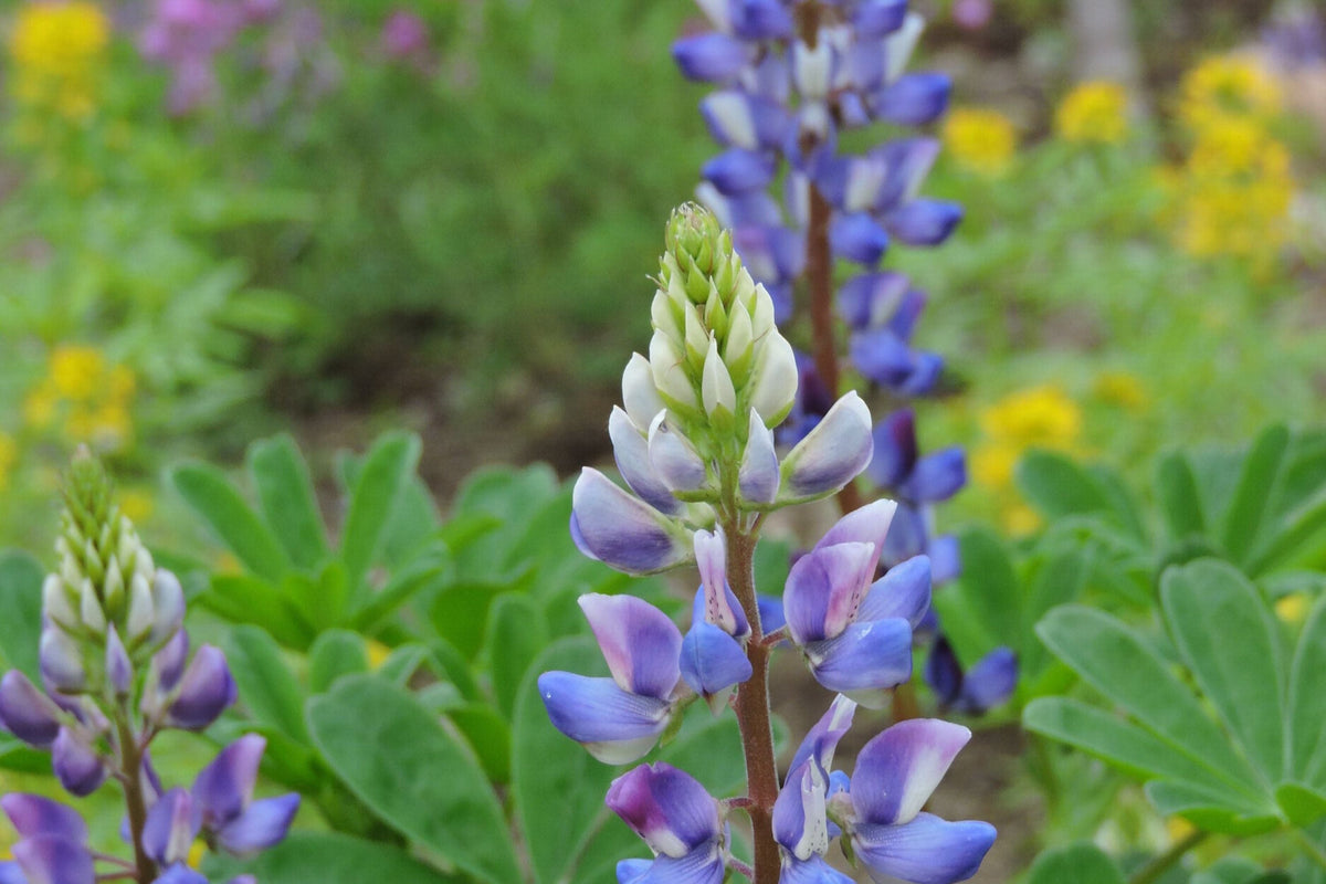 Arroyo Lupine Seeds (Lupinus succulentus) - 24-48 in, Purple-Blue & White Blooms, Drought Tolerant