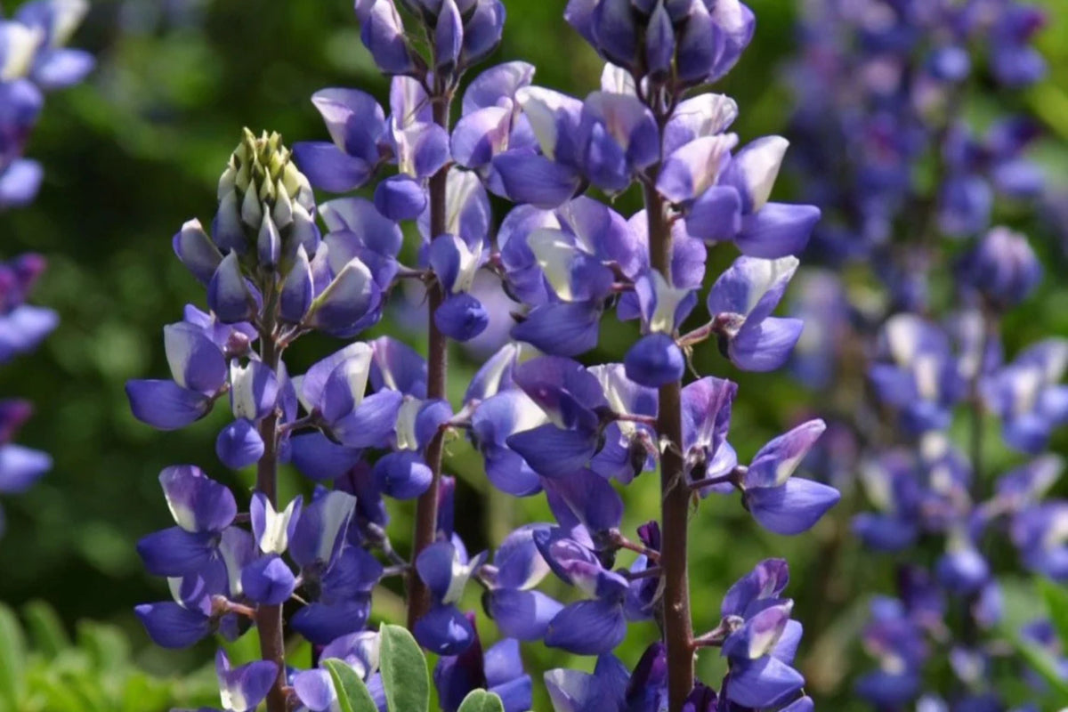 Arroyo Lupine Seeds (Lupinus succulentus) - 24-48 in, Purple-Blue & White Blooms, Drought Tolerant