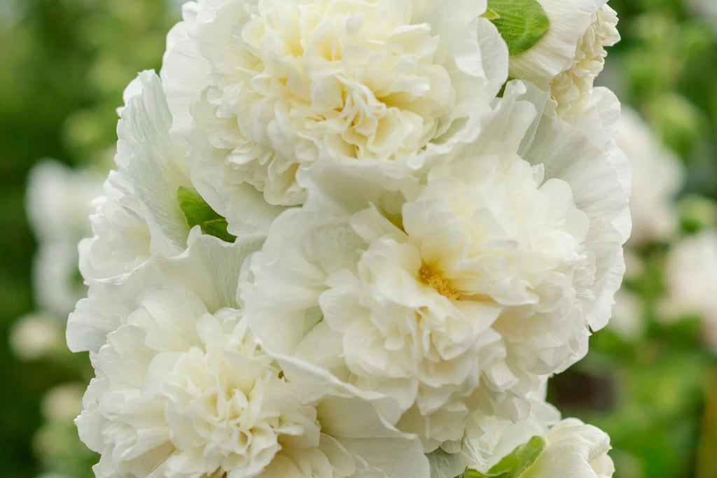 Chaters Double White Hollyhock Seeds - Alcea rosea, 4-6 ft, Fully Double White Blooms, Pollinator Friendly, Zones 3-8