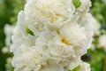 Chaters Double White Hollyhock Seeds - Alcea rosea, 4-6 ft, Fully Double White Blooms, Pollinator Friendly, Zones 3-8
