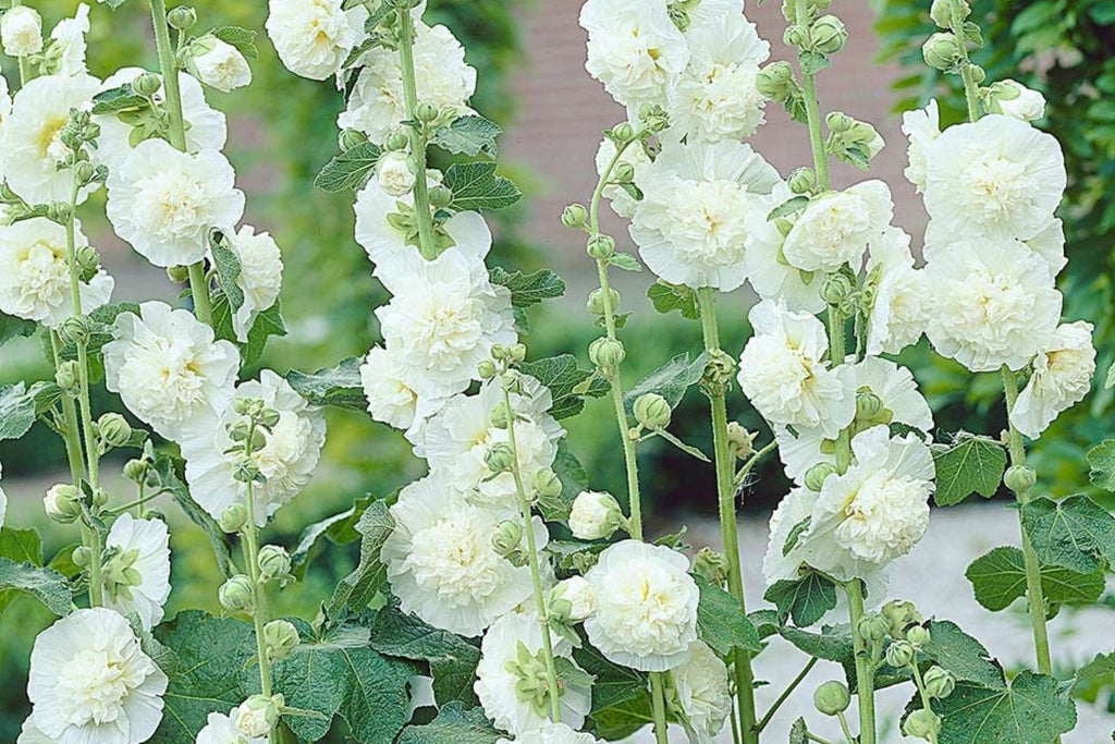 Chaters Double White Hollyhock Seeds - Alcea rosea, 4-6 ft, Fully Double White Blooms, Pollinator Friendly, Zones 3-8