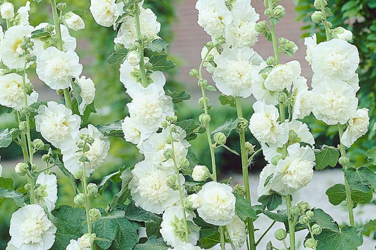 Chaters Double White Hollyhock Seeds - Alcea rosea, 4-6 ft, Fully Double White Blooms, Pollinator Friendly, Zones 3-8
