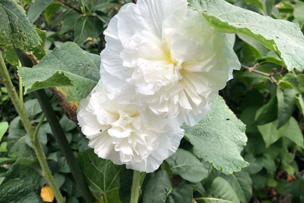 Chaters Double White Hollyhock Seeds - Alcea rosea, 4-6 ft, Fully Double White Blooms, Pollinator Friendly, Zones 3-8