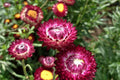 Purple Red Strawflower Seeds - Helichrysum bracteatum, 24-40 in, Non-GMO, Zones 2-10