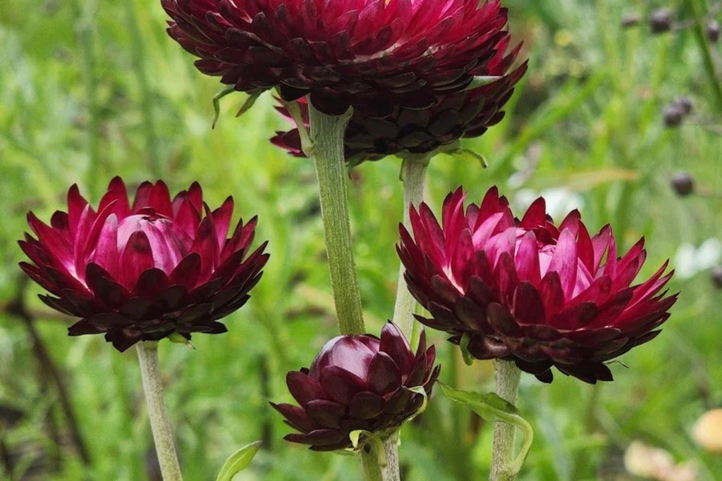 Purple Red Strawflower Seeds - Helichrysum bracteatum, 24-40 in, Non-GMO, Zones 2-10