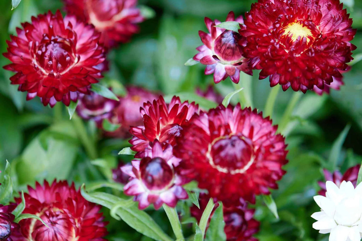 Purple Red Strawflower Seeds - Helichrysum bracteatum, 24-40 in, Non-GMO, Zones 2-10