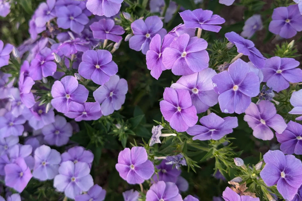 Beauty Blue Phlox Seeds (Phlox drummondii) - Violet-Blue, 8-12 Inches, Full Sun, 80 Days