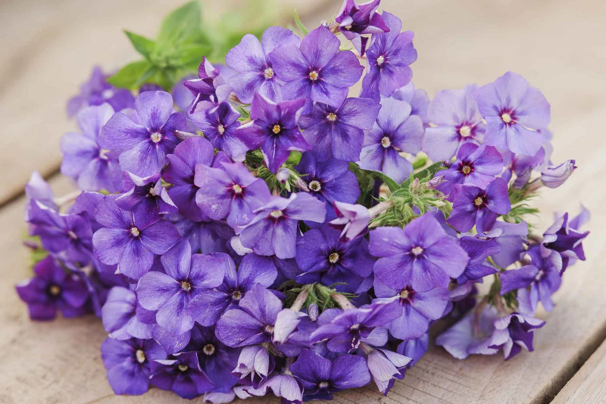 Beauty Blue Phlox Seeds (Phlox drummondii) - Violet-Blue, 8-12 Inches, Full Sun, 80 Days