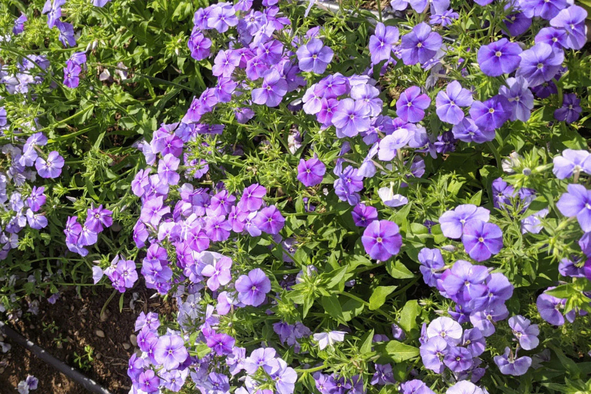 Beauty Blue Phlox Seeds (Phlox drummondii) - Violet-Blue, 8-12 Inches, Full Sun, 80 Days