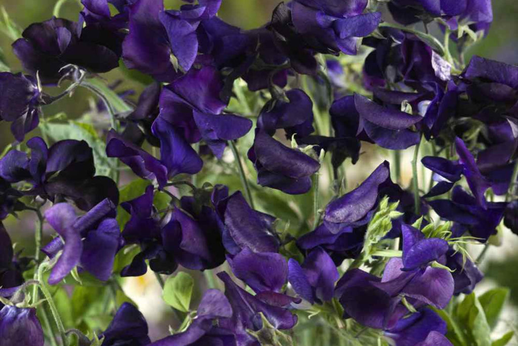 Royal Navy Blue Sweet Pea Seeds - Fragrant Purple/Blue Climbing Vines (Direct Sow)