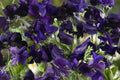 Royal Navy Blue Sweet Pea Seeds - Fragrant Purple/Blue Climbing Vines (Direct Sow)