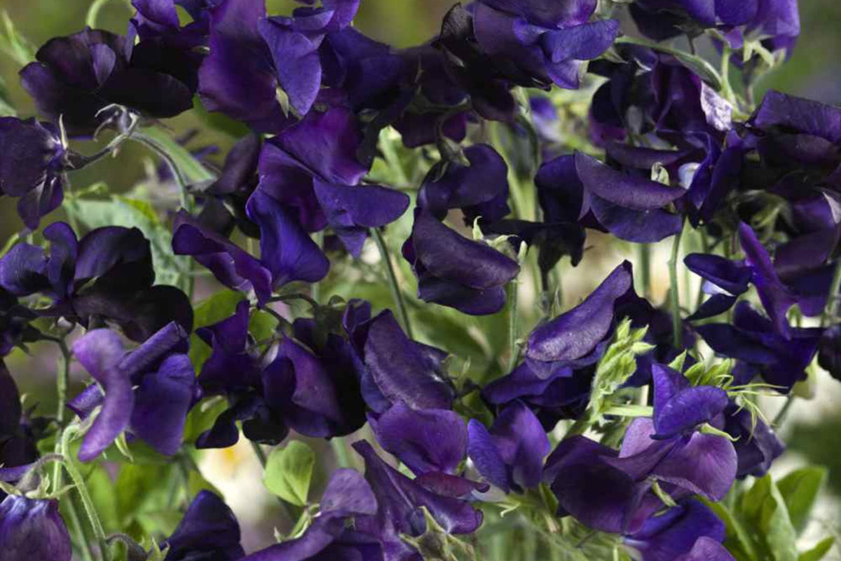 Royal Navy Blue Sweet Pea Seeds - Fragrant Purple/Blue Climbing Vines (Direct Sow)