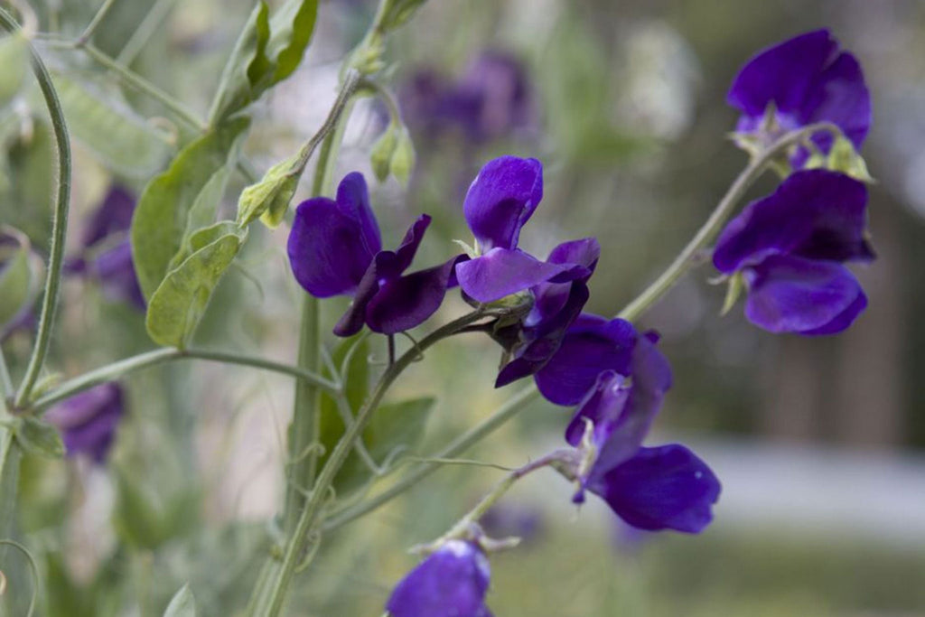 Royal Navy Blue Sweet Pea Seeds - Fragrant Purple/Blue Climbing Vines (Direct Sow)