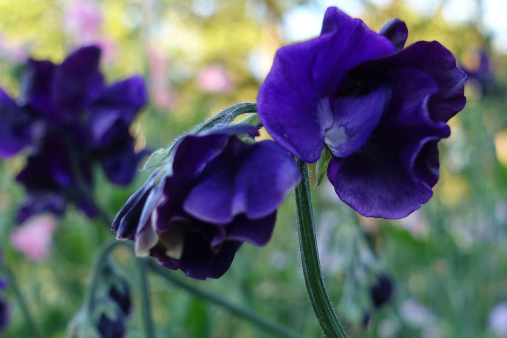 Royal Navy Blue Sweet Pea Seeds - Fragrant Purple/Blue Climbing Vines (Direct Sow)