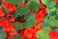 Empress Of India Nasturtium Seeds – Crimson Blooms, Edible Flowers, Non-GMO