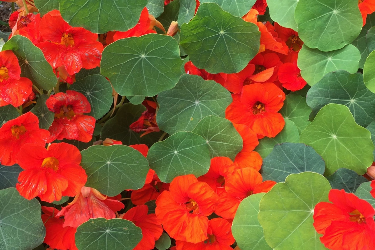 Empress Of India Nasturtium Seeds – Crimson Blooms, Edible Flowers, Non-GMO