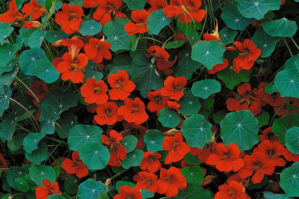 Empress Of India Nasturtium Seeds – Crimson Blooms, Edible Flowers, Non-GMO