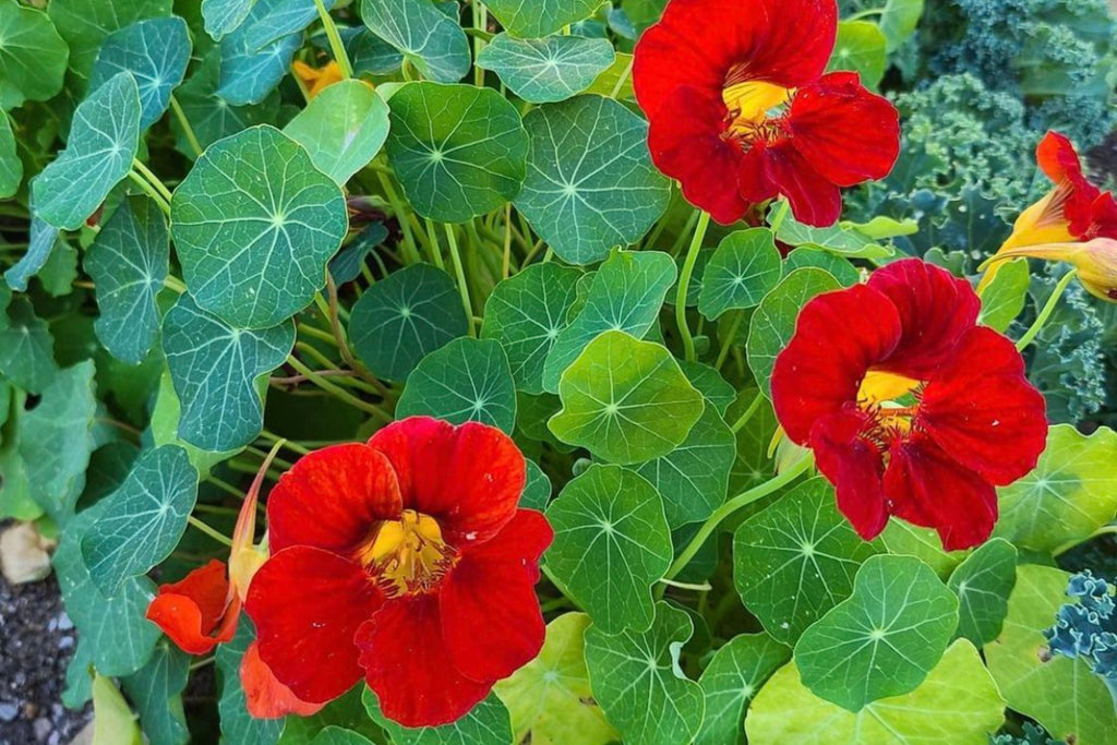 Empress Of India Nasturtium Seeds – Crimson Blooms, Edible Flowers, Non-GMO