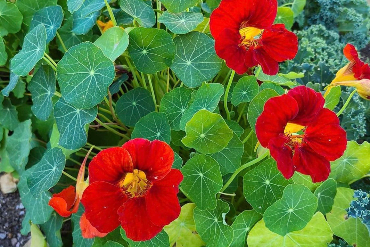 Empress Of India Nasturtium Seeds – Crimson Blooms, Edible Flowers, Non-GMO