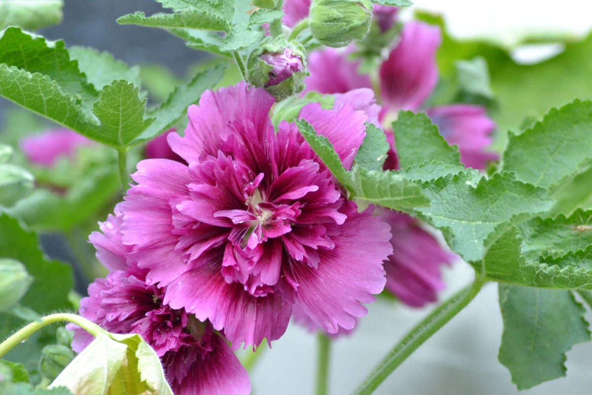 Queeny Purple Hollyhock Seeds - Magenta Blooms, Attracts Pollinators, Biennial, Non-GMO