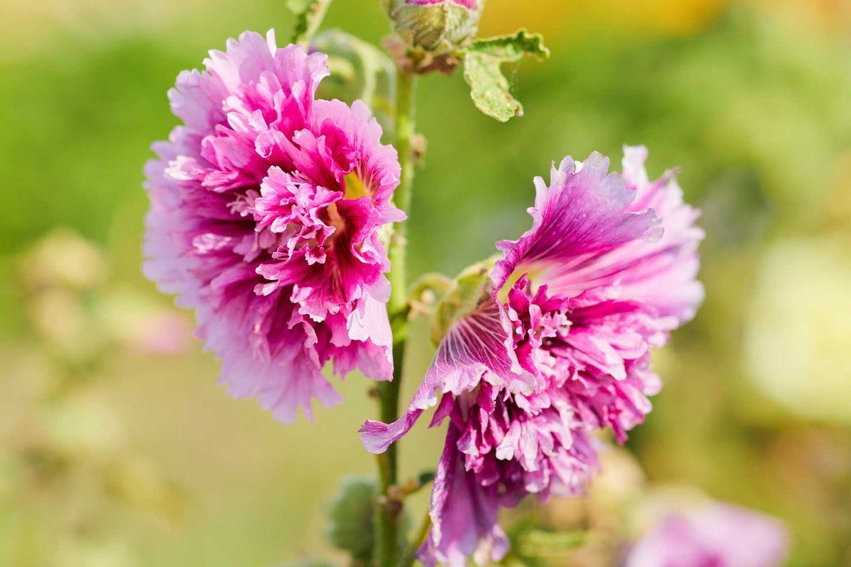 Queeny Purple Hollyhock Seeds - Magenta Blooms, Attracts Pollinators, Biennial, Non-GMO