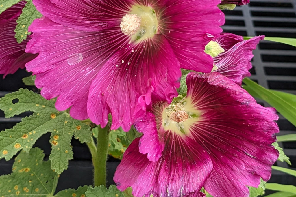 Queeny Purple Hollyhock Seeds - Magenta Blooms, Attracts Pollinators, Biennial, Non-GMO
