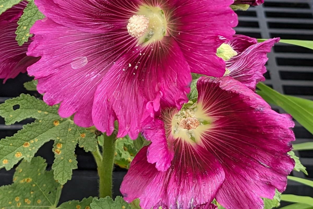 Queeny Purple Hollyhock Seeds - Magenta Blooms, Attracts Pollinators, Biennial, Non-GMO