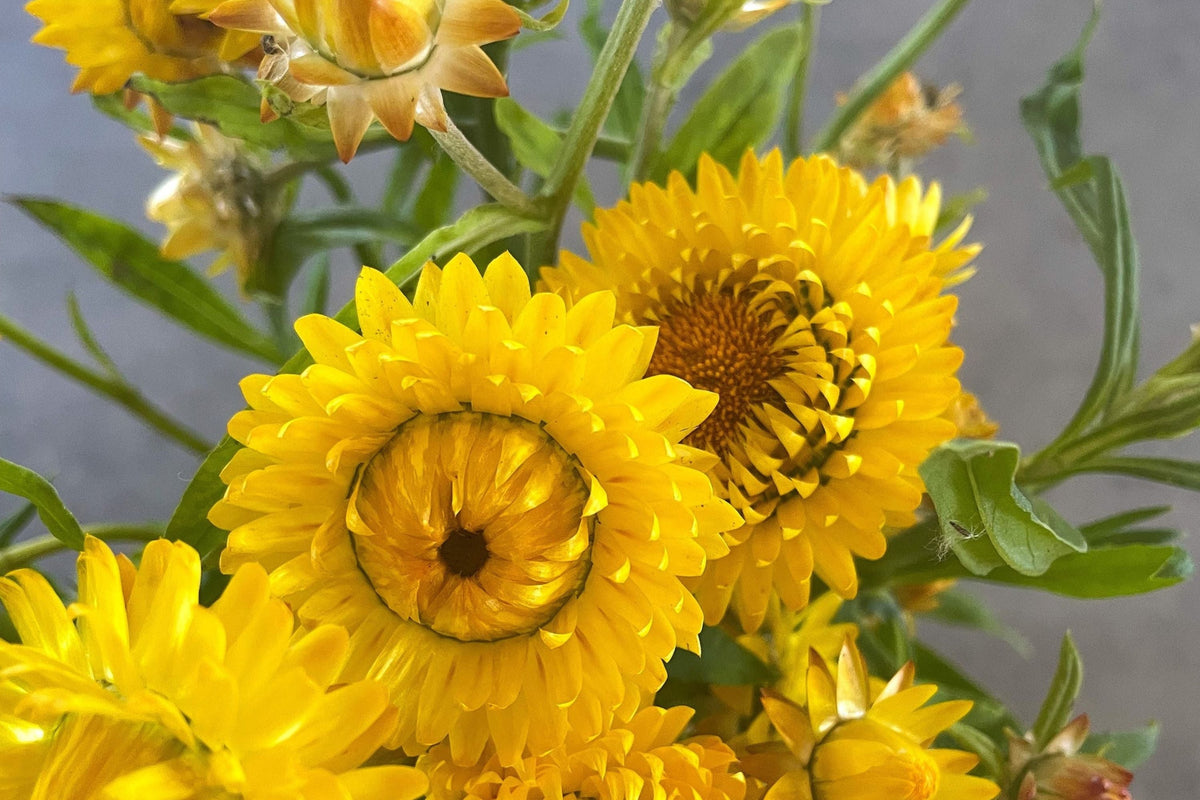 Golden Yellow Strawflower Seeds - Helichrysum bracteatum | Everlasting Blooms, Dried & Cut Flowers