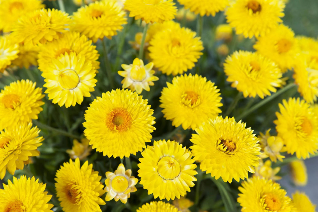 Golden Yellow Strawflower Seeds - Helichrysum bracteatum | Everlasting Blooms, Dried & Cut Flowers