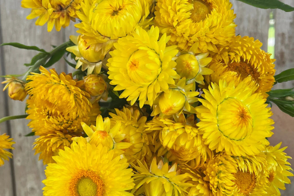 Golden Yellow Strawflower Seeds - Helichrysum bracteatum | Everlasting Blooms, Dried & Cut Flowers