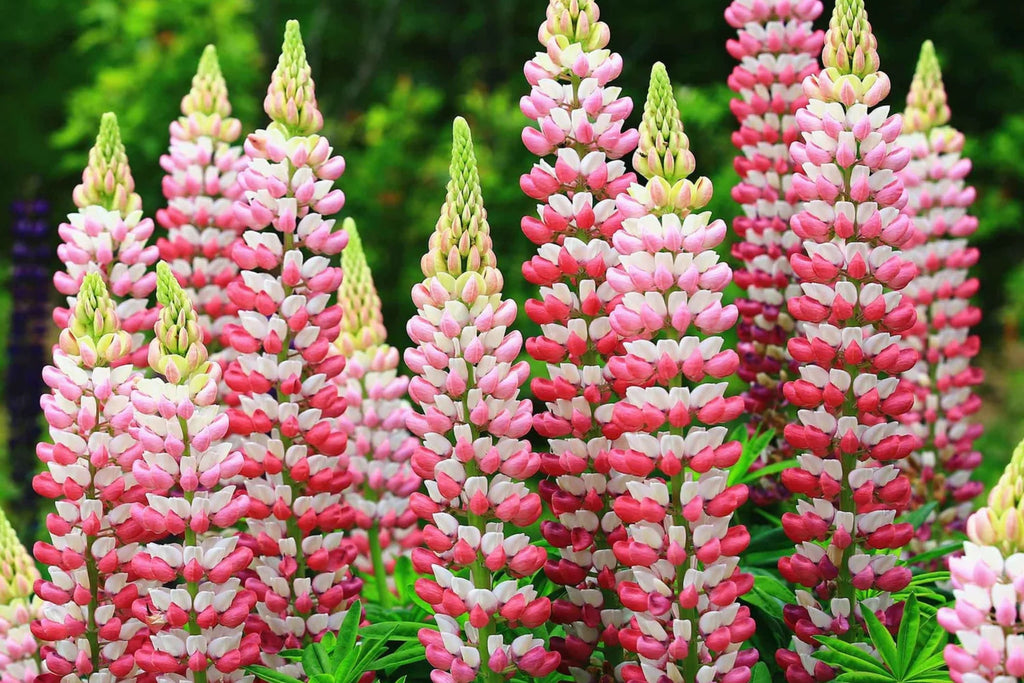 Chatelaine Lupine Seeds - Rosy Pink & White Flowers, Fragrant Perennial Wildflower