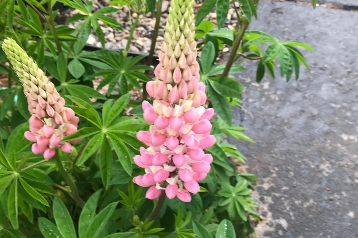 Chatelaine Lupine Seeds - Rosy Pink & White Flowers, Fragrant Perennial Wildflower