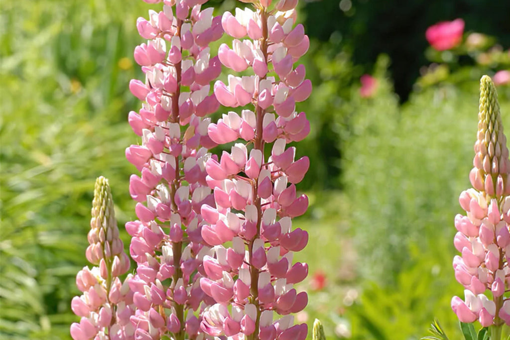 Chatelaine Lupine Seeds - Rosy Pink & White Flowers, Fragrant Perennial Wildflower